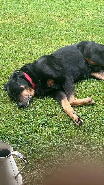 chien lost   24510 Saint-Marcel-du-Périgord Loopy