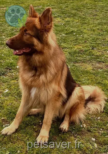 cane lost   24200 Sarlat-la-Canéda Marley