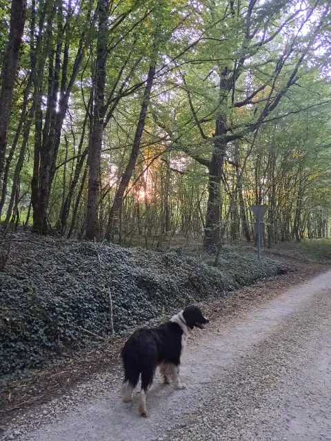 chien lost   24350 Mensignac Oscar