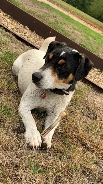 chien lost   24430 Coursac Ouiski