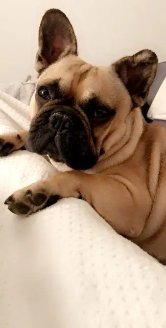 chien lost   24200 Marcillac-Saint-Quentin Pago