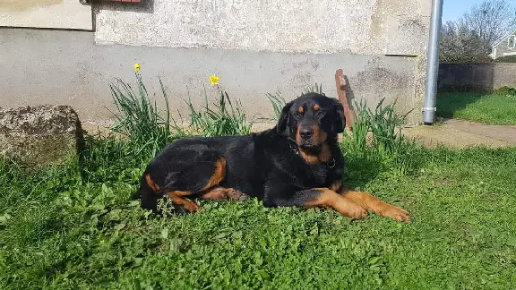 Chien Perdu 24 Dordogne - Pipeau