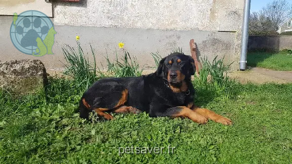 Chien Perdu 24 Dordogne - Pipeau Chien Perdu 24 Dordogne - Pipeau