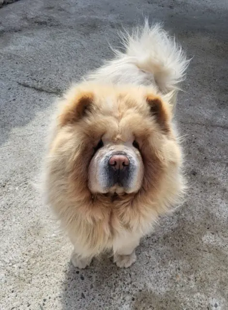 chien lost   24230 Montcaret POUMBA