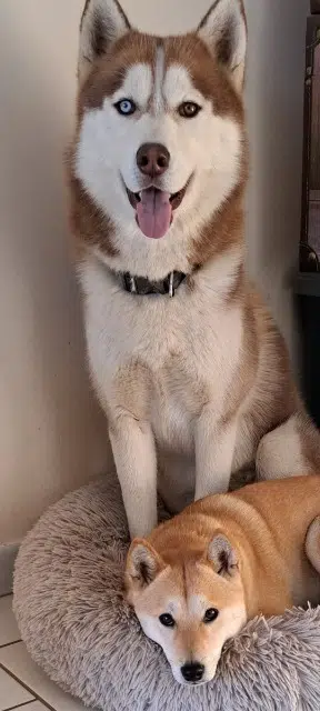 dog lost   24130 Prigonrieux Roocki