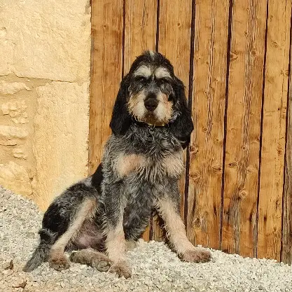 Chien Perdu 24 Dordogne - Teddy