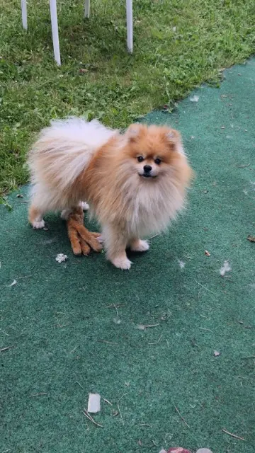 chien lost   24260 Le Bugue Timon