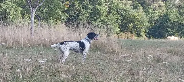chien lost   24610 Montpeyroux Vulkain