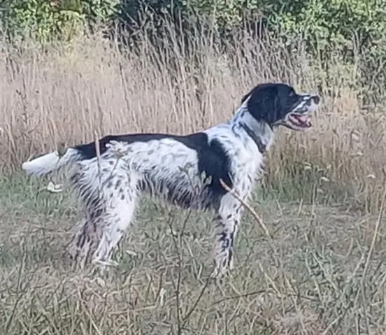 chien lost   24430 Coursac Vulkain