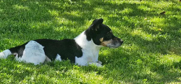 Chien Perdu 24 Dordogne Chien Perdu 24 Dordogne