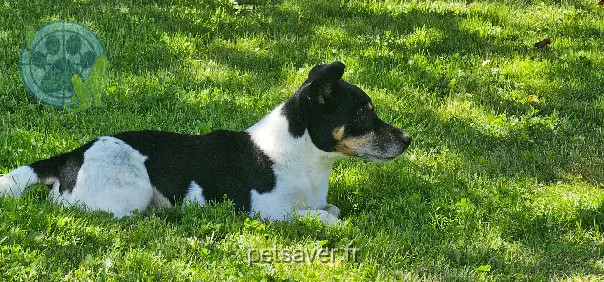 Chien Perdu 24 Dordogne Chien Perdu 24 Dordogne