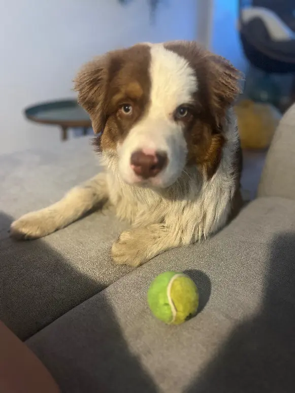 Chien Perdu 25 Doubs Chien Perdu 25 Doubs