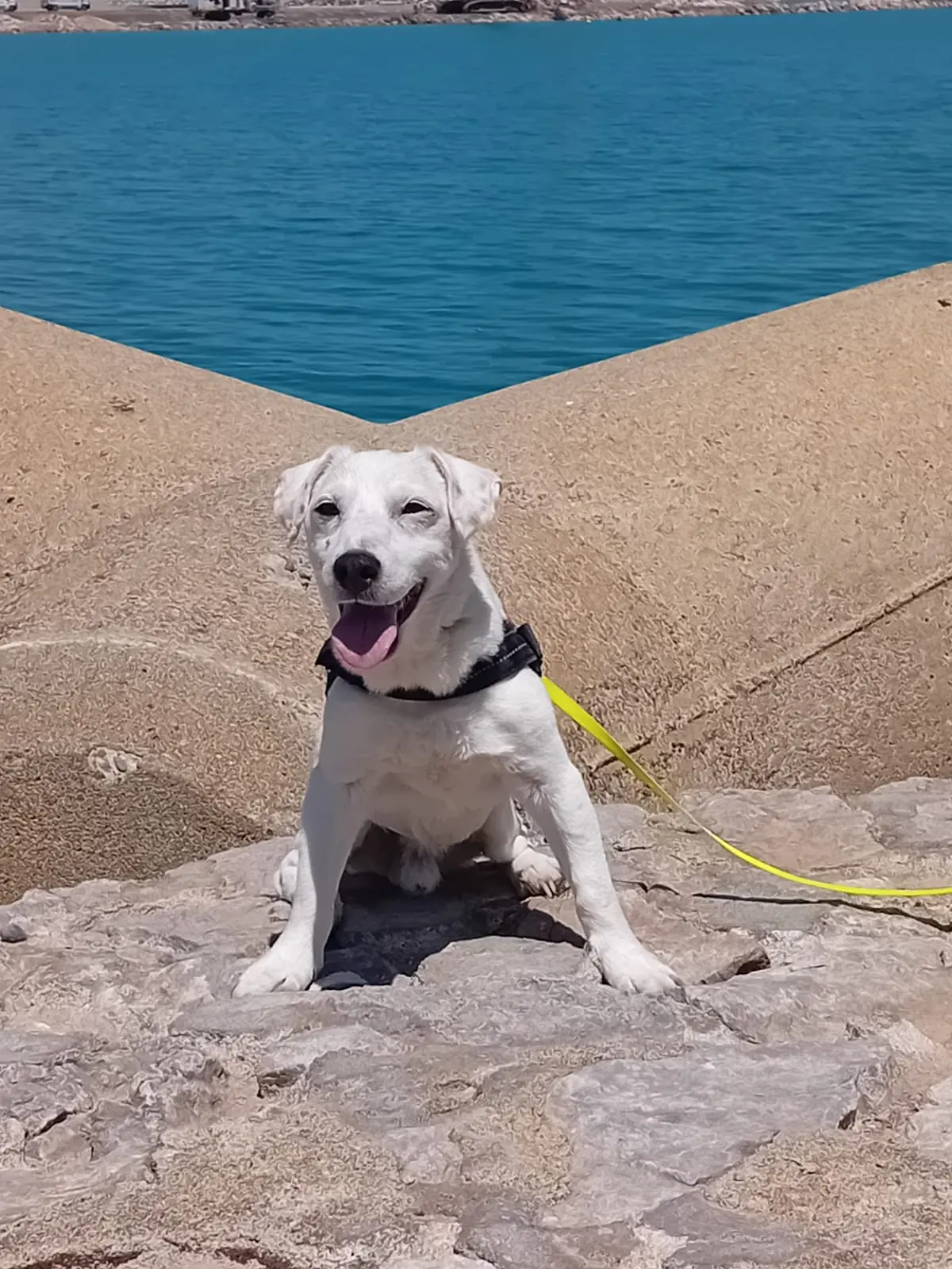 Chien Perdu 25 Doubs Chien Perdu 25 Doubs