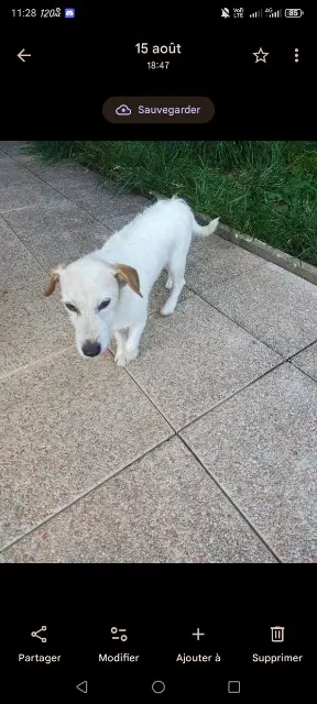 chien lost   25680 Nans Charly