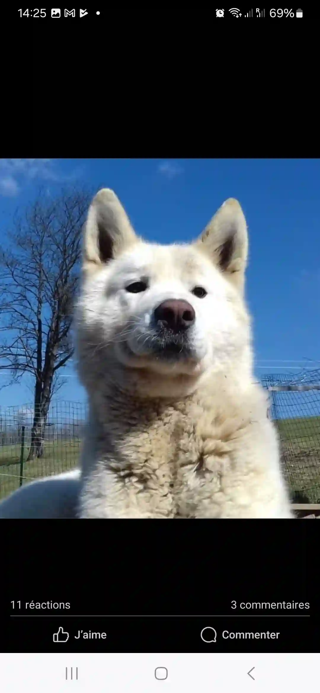 Chien Perdu 25 Doubs - Max Chien Perdu 25 Doubs - Max