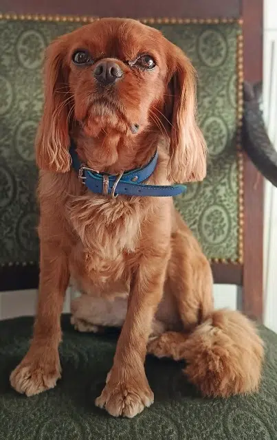 dog lost   25200 Montbéliard Prince