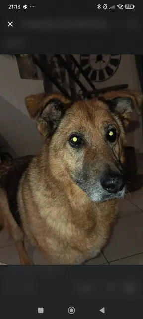 chien lost   25290 Scey-Maisières Rhyzhy