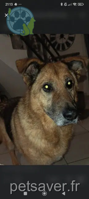 chien lost   25290 Scey-Maisières Rhyzhy