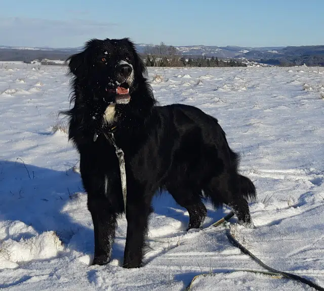 chien lost   25330 Reugney Vikos