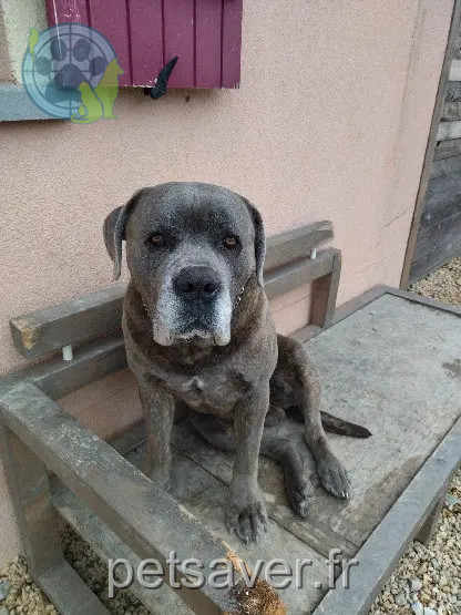 Chien Perdu 26 Drôme Chien Perdu 26 Drôme