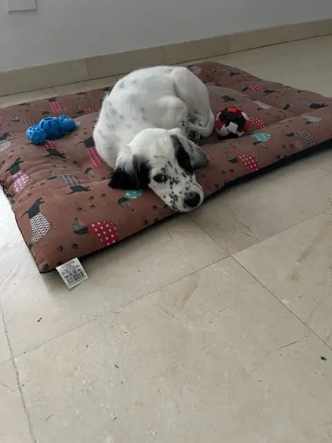 chien lost   26800 Ambonil Aldo