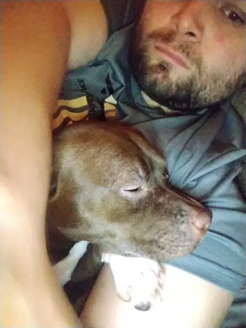 chien lost   26300 Châteauneuf-sur-Isère Arkane