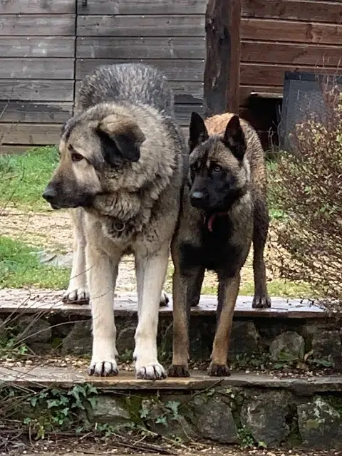 chien lost   26400 Crest Bongo