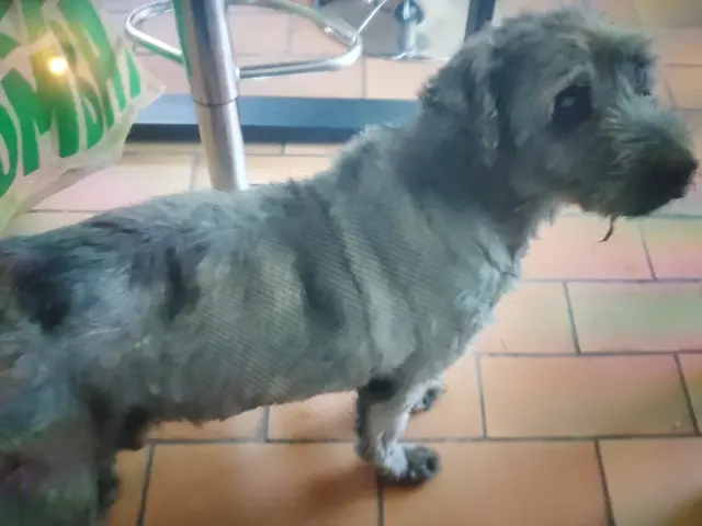 chien lost   26190 Saint-Martin-le-Colonel Buddy