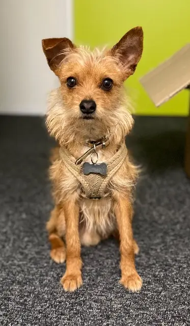 chien lost   26190 Léoncel Caramel