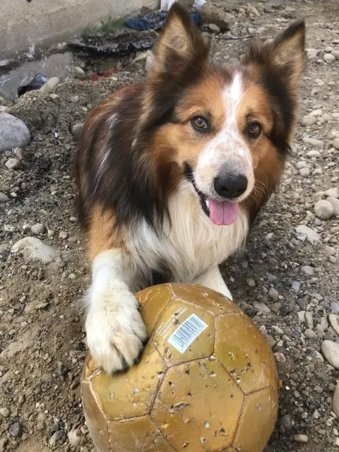 chien lost   26260 Saint-Bardoux Cookie