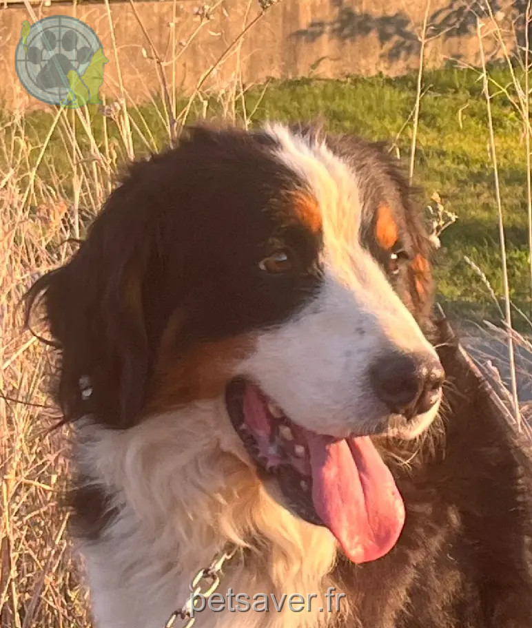 Chien Perdu 26 Drôme Chien Perdu 26 Drôme