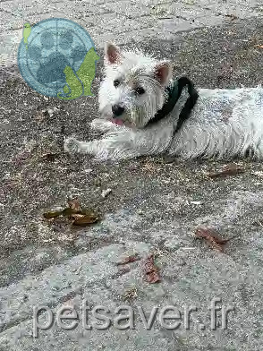 Chien Perdu 26 Drôme - Gio Chien Perdu 26 Drôme - Gio
