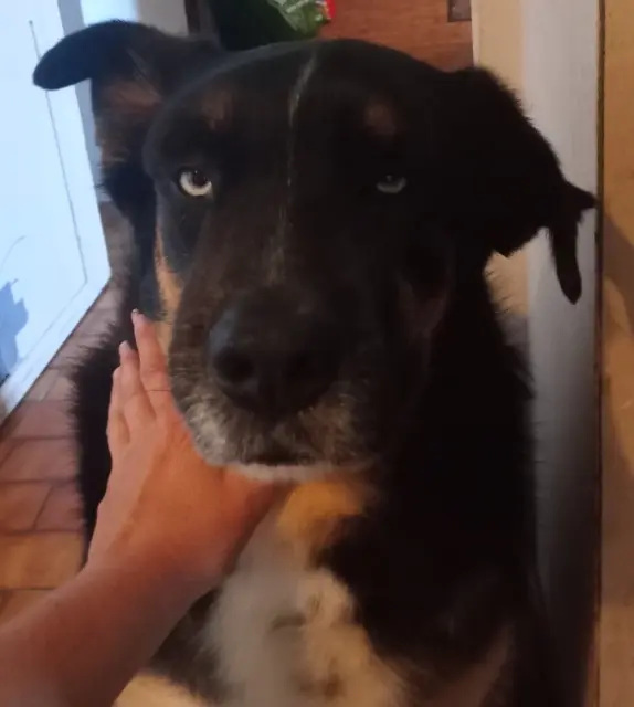 chien lost   26530 Le Grand-Serre Karma
