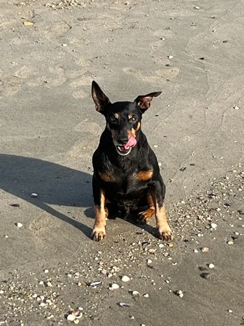 chien lost   26740 Saint-Marcel-lès-Sauzet Leon