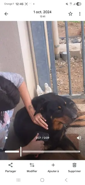 chien lost   26330 Saint-Avit Lito