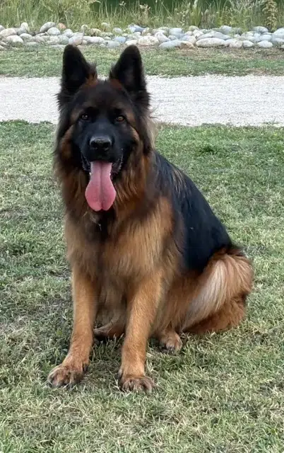 chien lost   26130 Solérieux Loco