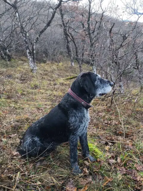 chien lost   26160 La Bégude-de-Mazenc Marley