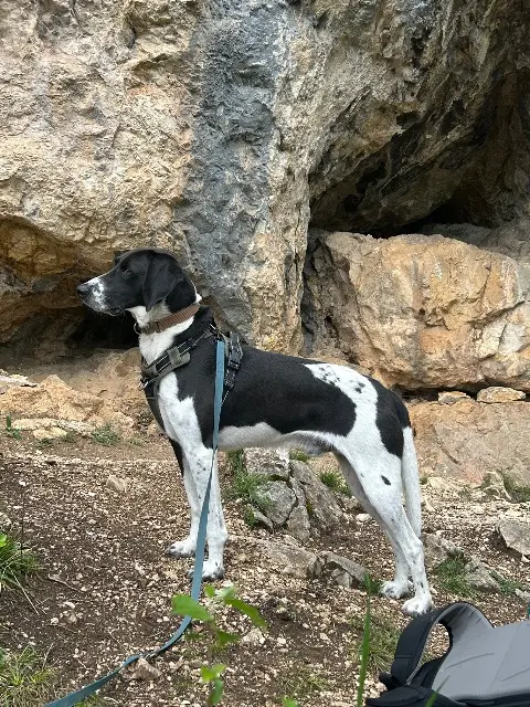 chien lost   26600 Beaumont-Monteux Milton