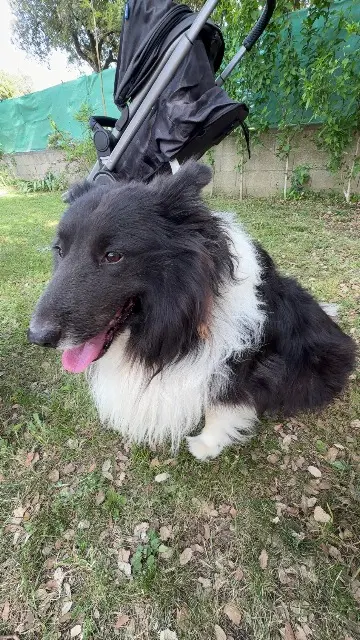 chien lost   26290 Donzère Olaf