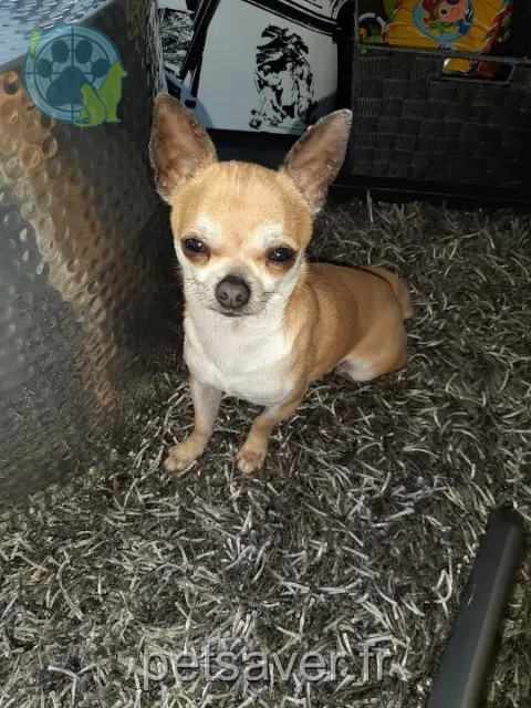 Hund vermisst 26500 Bourg-lès-Valence Pilou Hund lost 26500 Bourg-lès-Valence Pilou