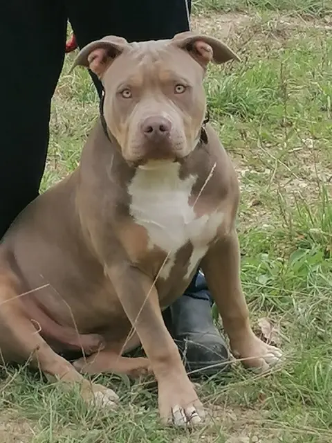 chien lost   26400 Vaunaveys-la-Rochette Pitchou