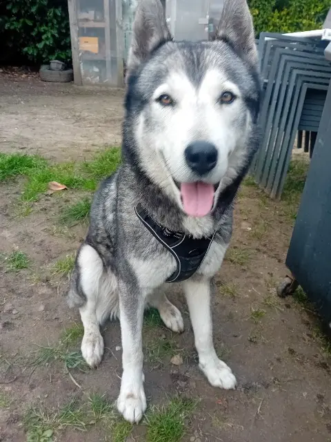 chien lost   26330 Saint-Avit RAÏKO
