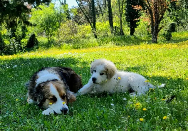 chien lost   26600 Chanos-Curson Reïko et Atlas