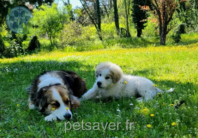 dog lost 26600 Chanos-Curson Reïko et Atlas dog lost 26600 Chanos-Curson Reïko et Atlas