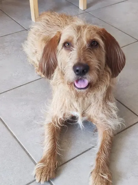 chien lost   26700 Pierrelatte Rony