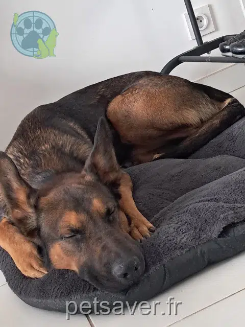 cane lost 26300 Chatuzange-le-Goubet Ryuk