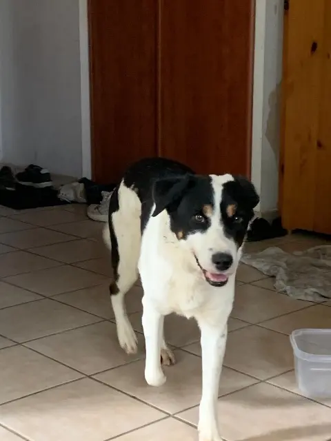 chien lost   26330 Saint-Avit Shadow