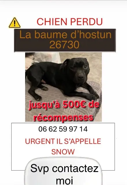 chien lost   26730 La Baume-d'Hostun Snow