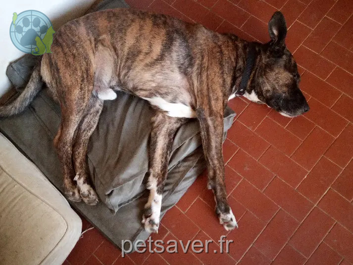 Chien Perdu 26 Drôme - Tao Chien Perdu 26 Drôme - Tao
