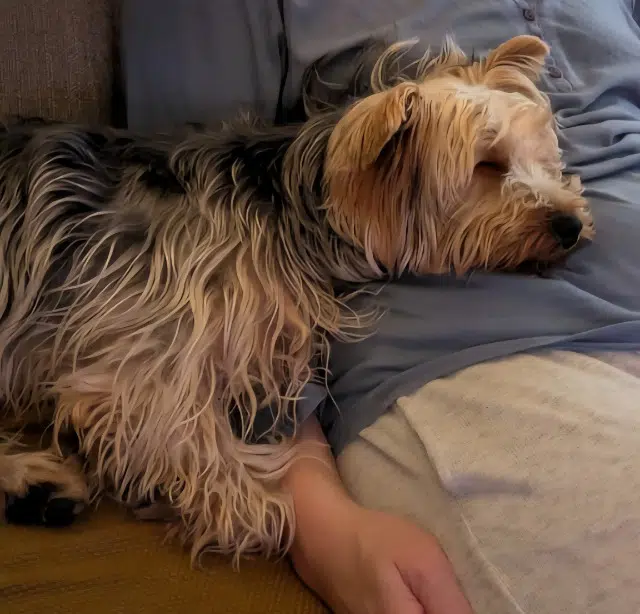 chien lost   26200 Montélimar Topaze